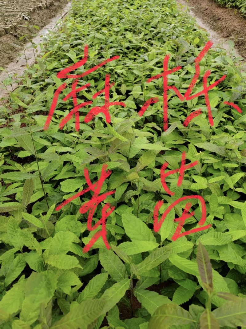 麻栎芽苗：奉新县邹家苗圃基地大量供应芽苗