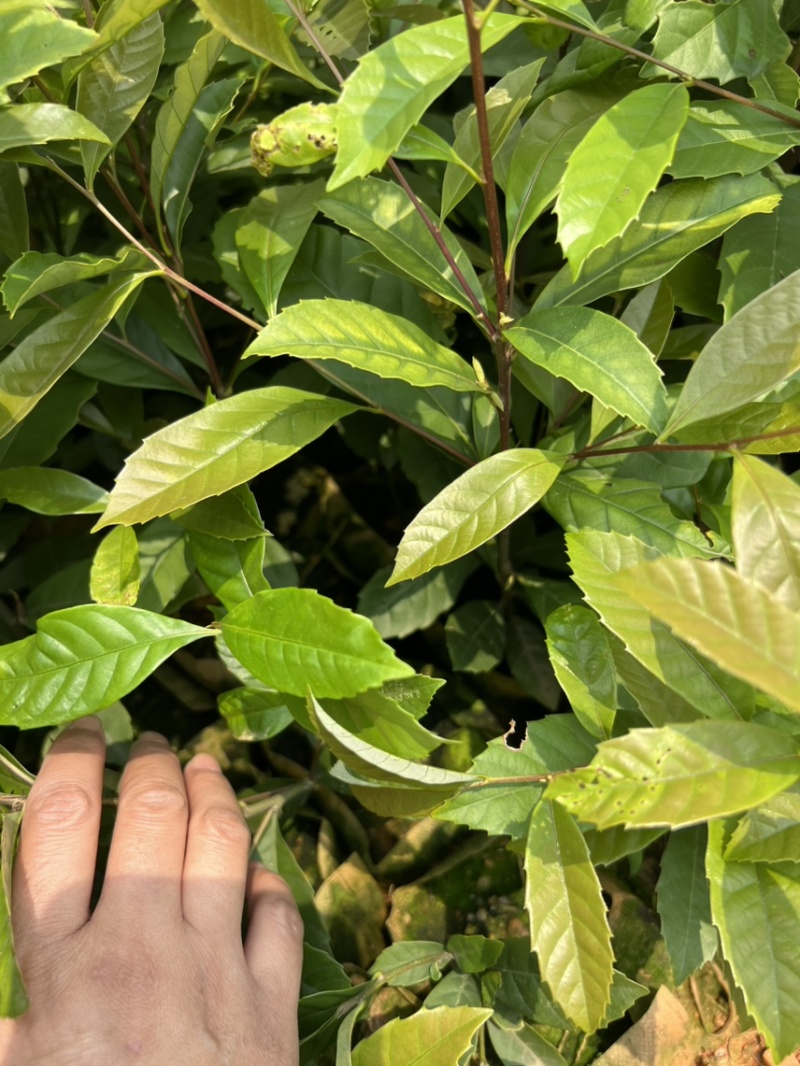 麻栎芽苗：奉新县邹家苗圃基地大量供应芽苗