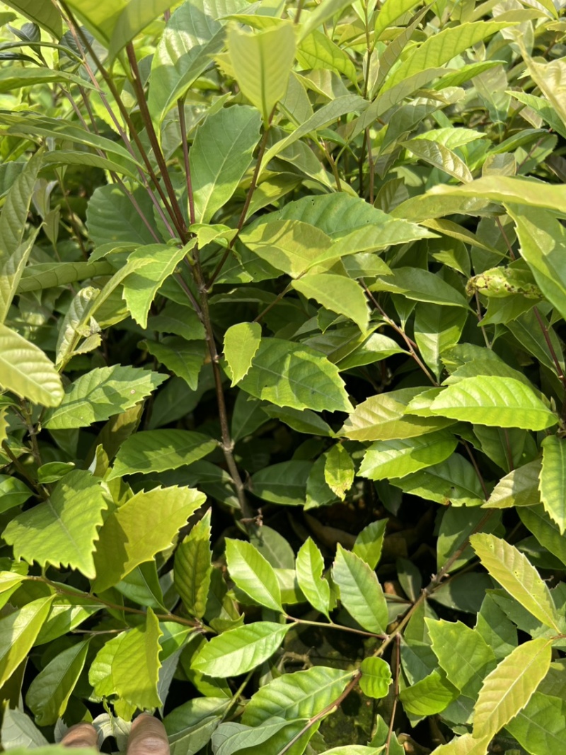 麻栎芽苗：奉新县邹家苗圃基地大量供应芽苗