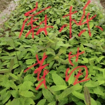 麻栎芽苗：奉新县邹家苗圃基地大量供应芽苗