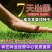 高羊茅种子优质草坪种子高羊茅低矮冷季型草坪籽高羊茅草