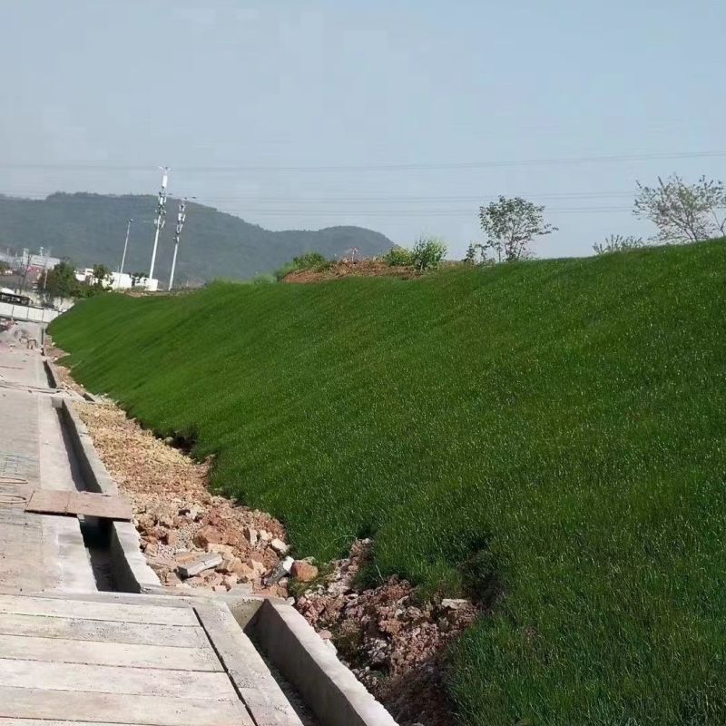 高羊茅种子优质草坪种子高羊茅低矮冷季型草坪籽高羊茅草