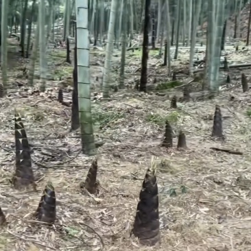 出五百斤春竹笋