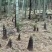 出五百斤春竹笋