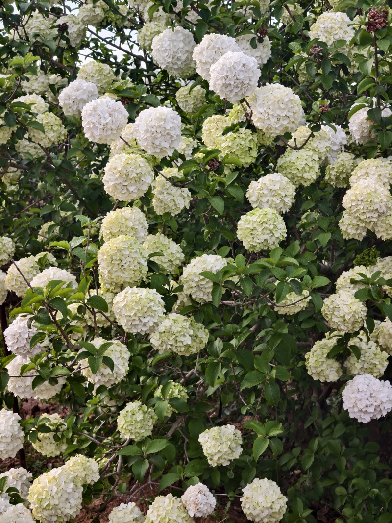 木绣球基地，价格美丽，基地直销，欢迎采购，一手货源