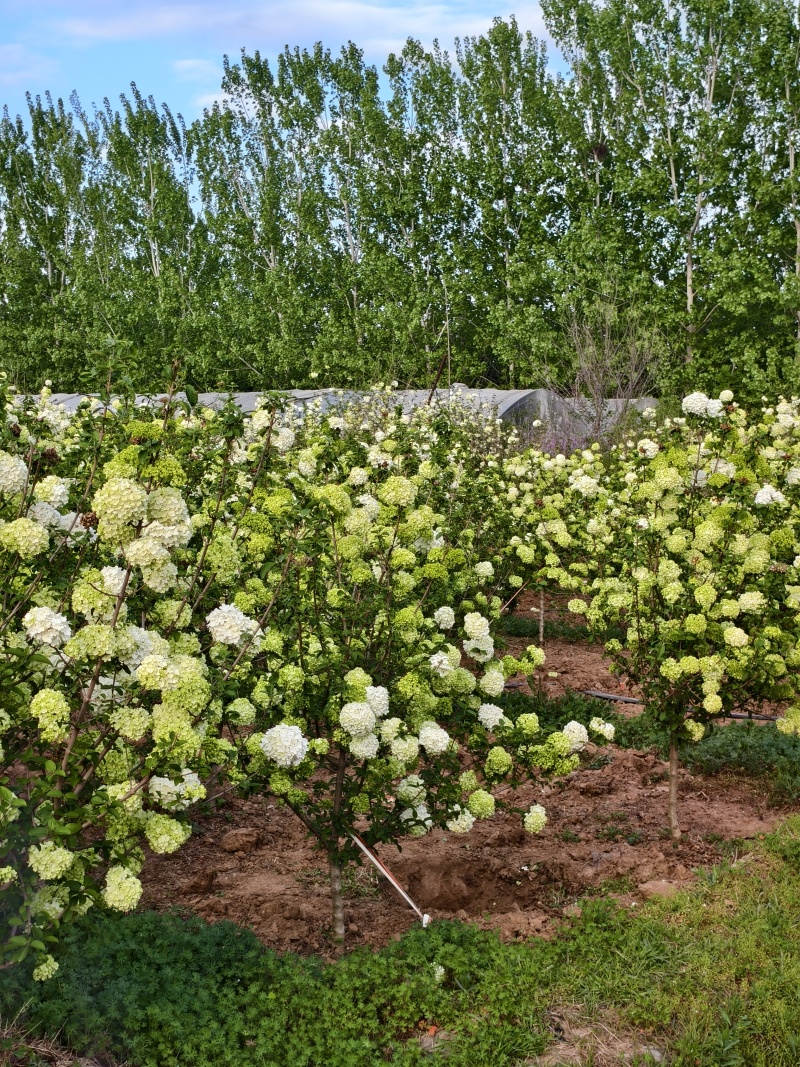 木绣球基地，价格美丽，基地直销，欢迎采购，一手货源