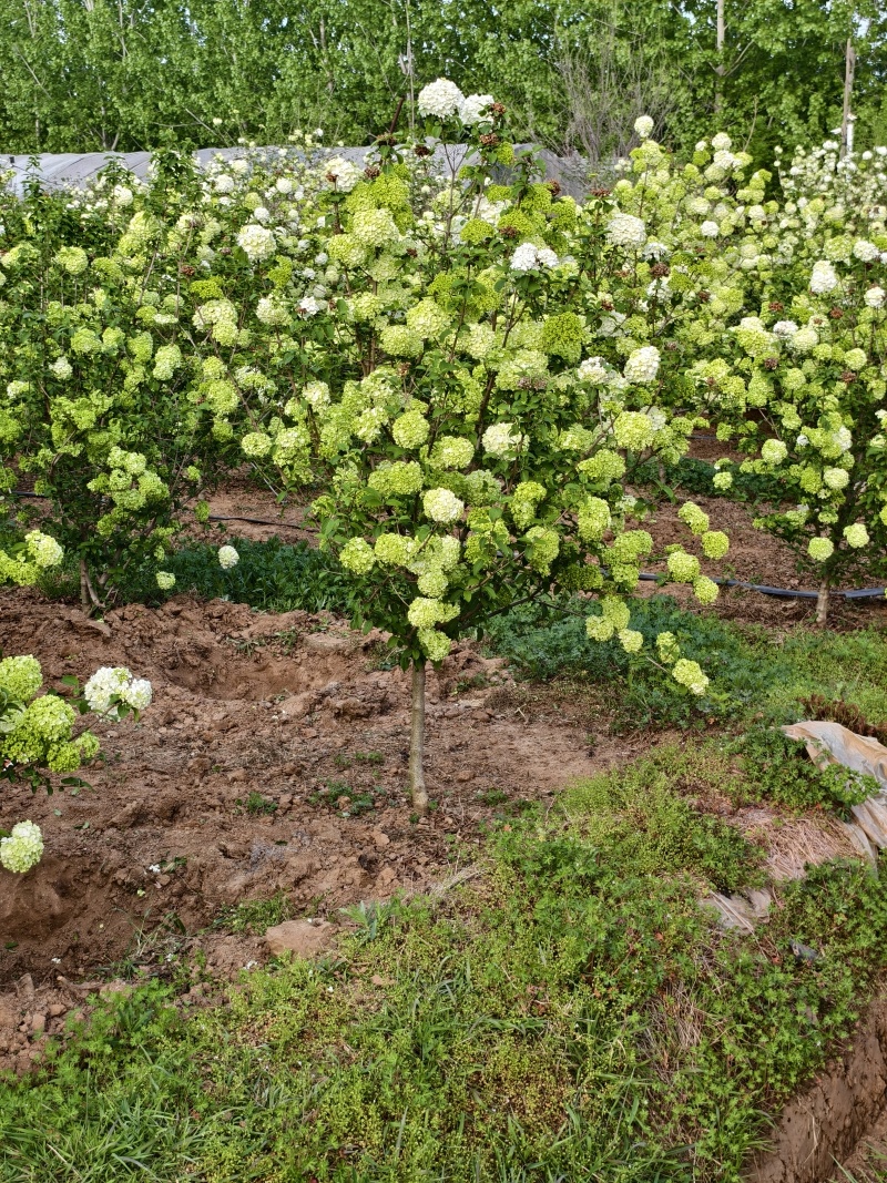 木绣球基地，价格美丽，基地直销，欢迎采购，一手货源