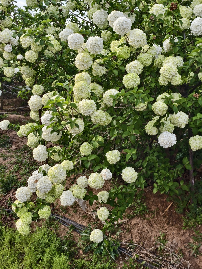 木绣球基地，价格美丽，基地直销，欢迎采购，一手货源