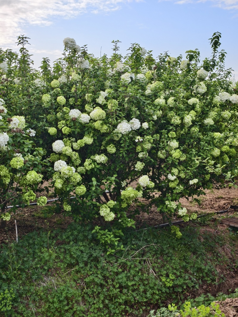 木绣球基地，价格美丽，基地直销，欢迎采购，一手货源