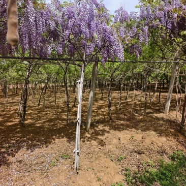 紫藤苗木基地，价格美丽，欢迎大家前来采购，春天紫条飘飘，