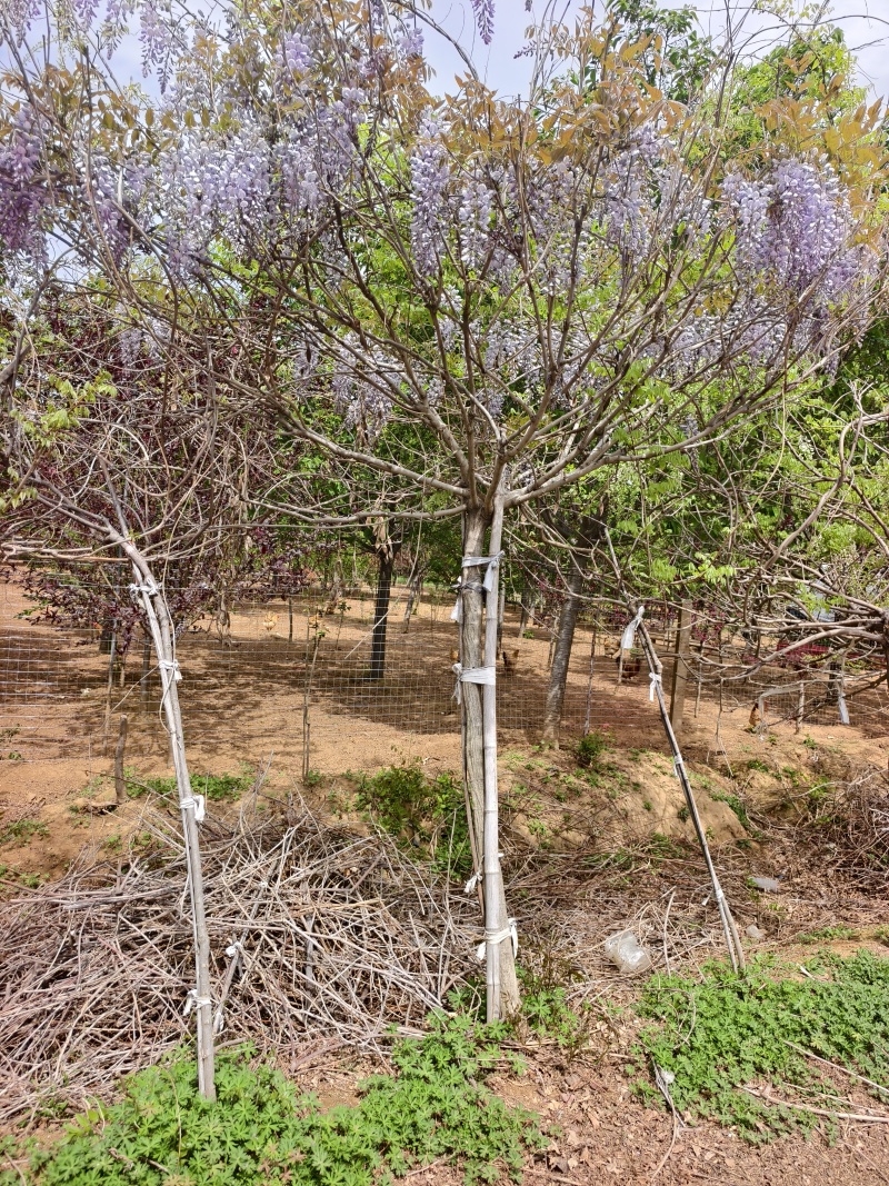紫藤苗木基地，价格美丽，欢迎大家前来采购，春天紫条飘飘，