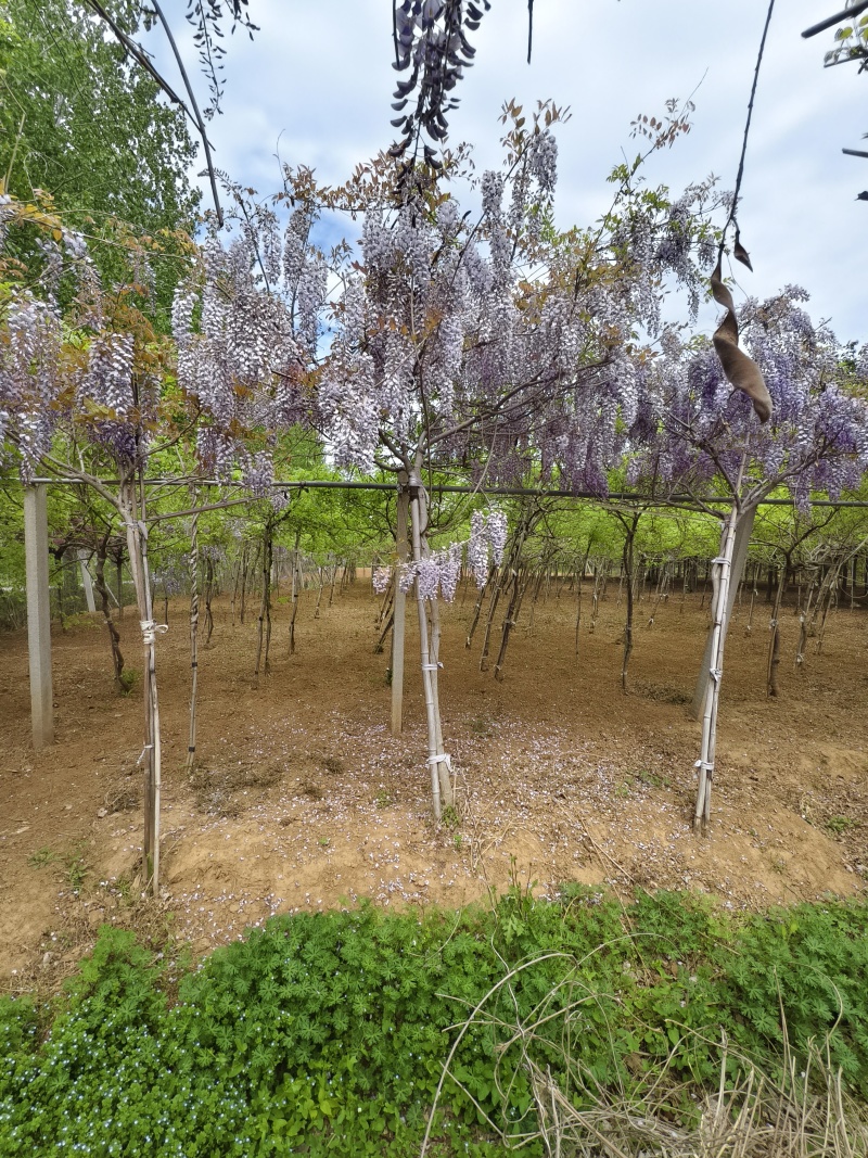 紫藤苗木基地，价格美丽，欢迎大家前来采购，春天紫条飘飘，