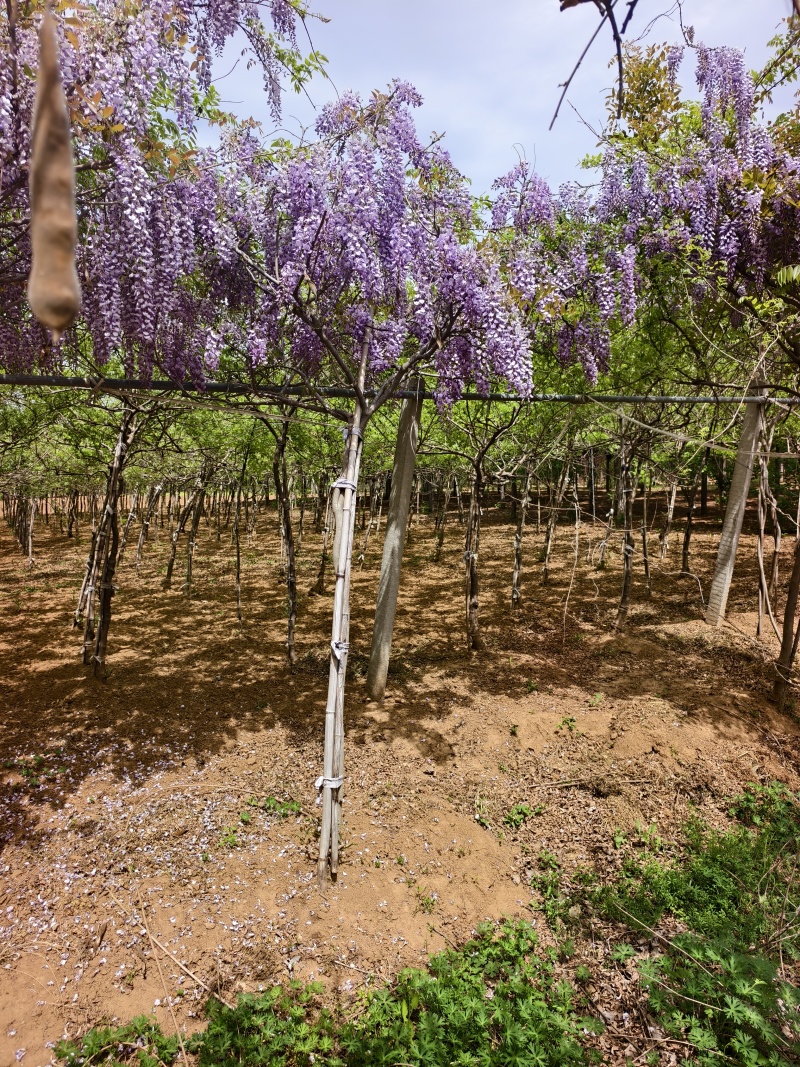 紫藤苗木基地，价格美丽，欢迎大家前来采购，春天紫条飘飘，