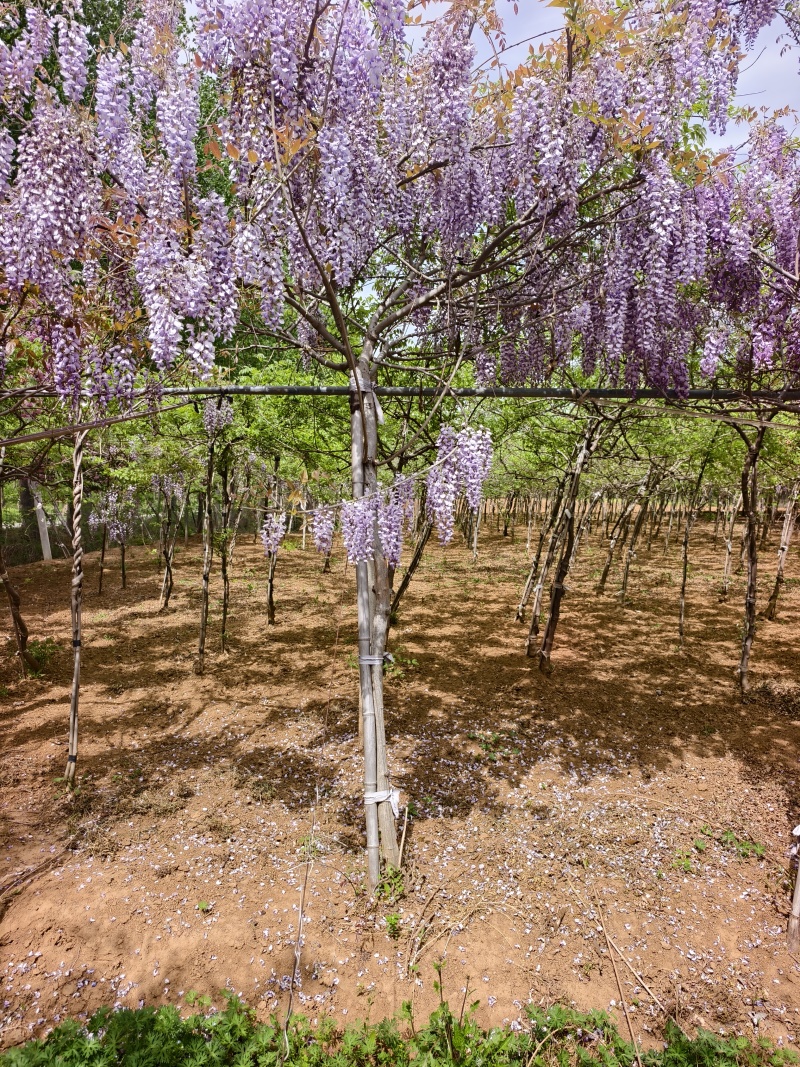 紫藤苗木基地，价格美丽，欢迎大家前来采购，春天紫条飘飘，