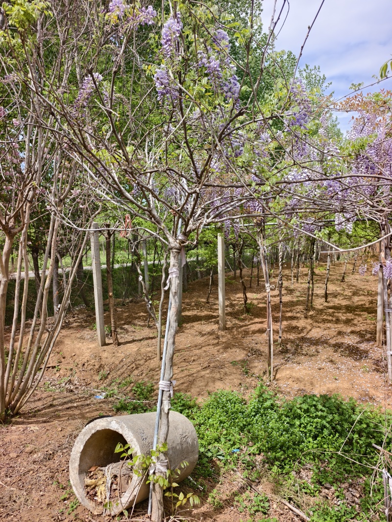 紫藤苗木基地，价格美丽，欢迎大家前来采购，春天紫条飘飘，
