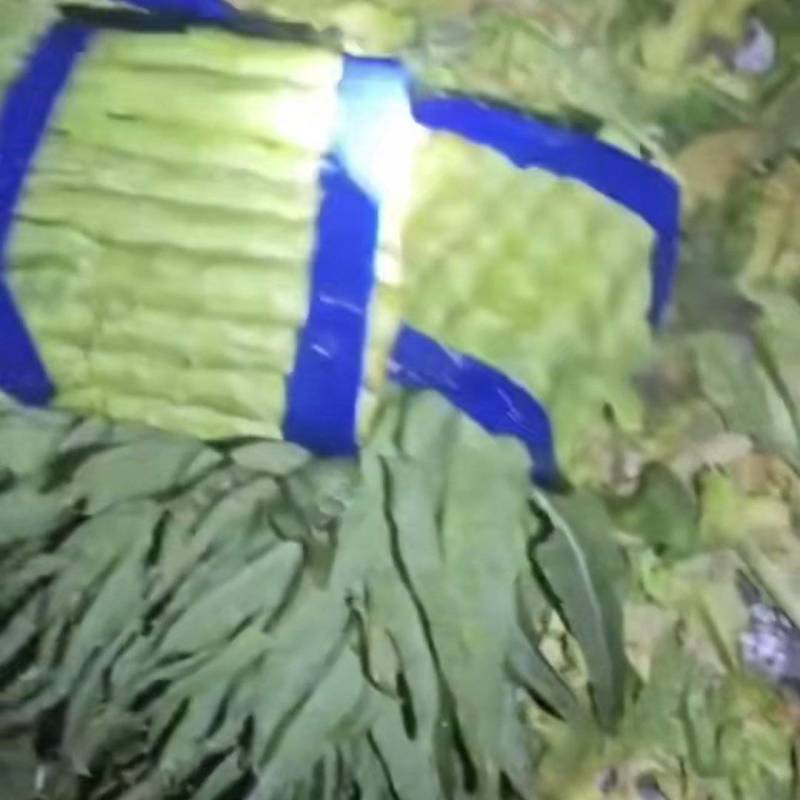 莴笋