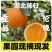 一件代发伦晚电商二级果整车代办湖北秭归鲜果供应
