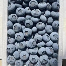 高品质蓝莓