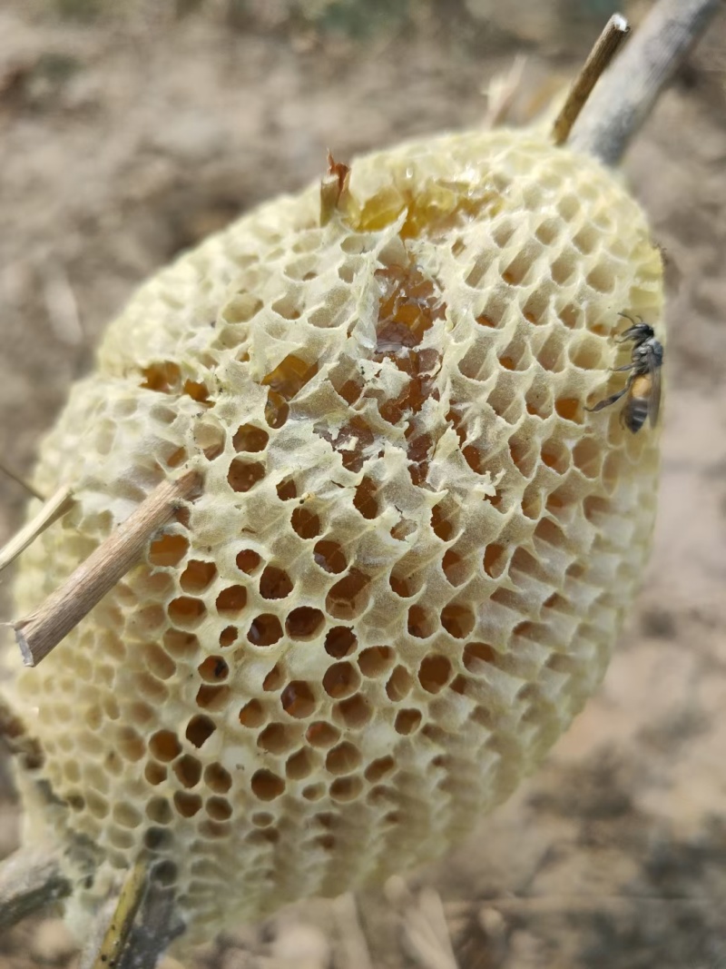 野生蜂蜜