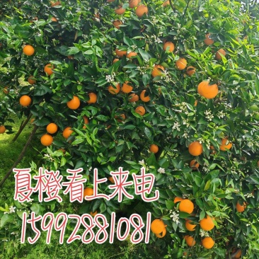 江永夏橙