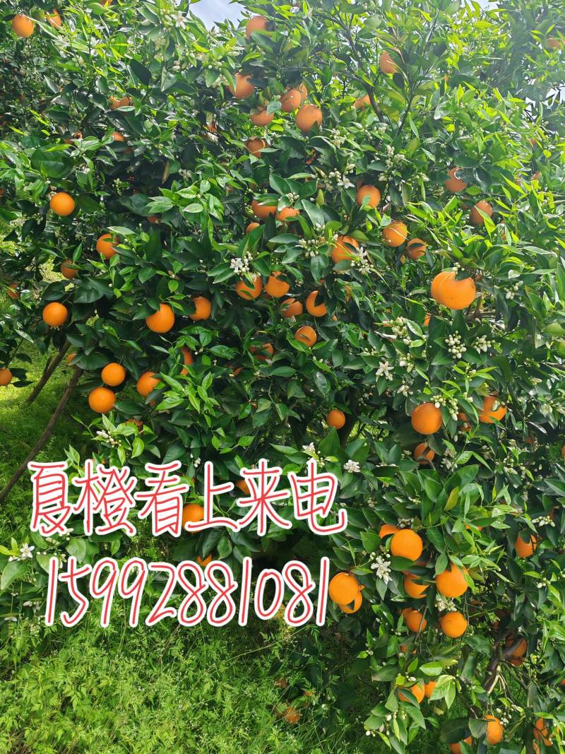 江永夏橙
