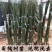 国槐树苗国槐小苗国槐苗槐树苗双季槐刺槐工程绿化苗木南北方