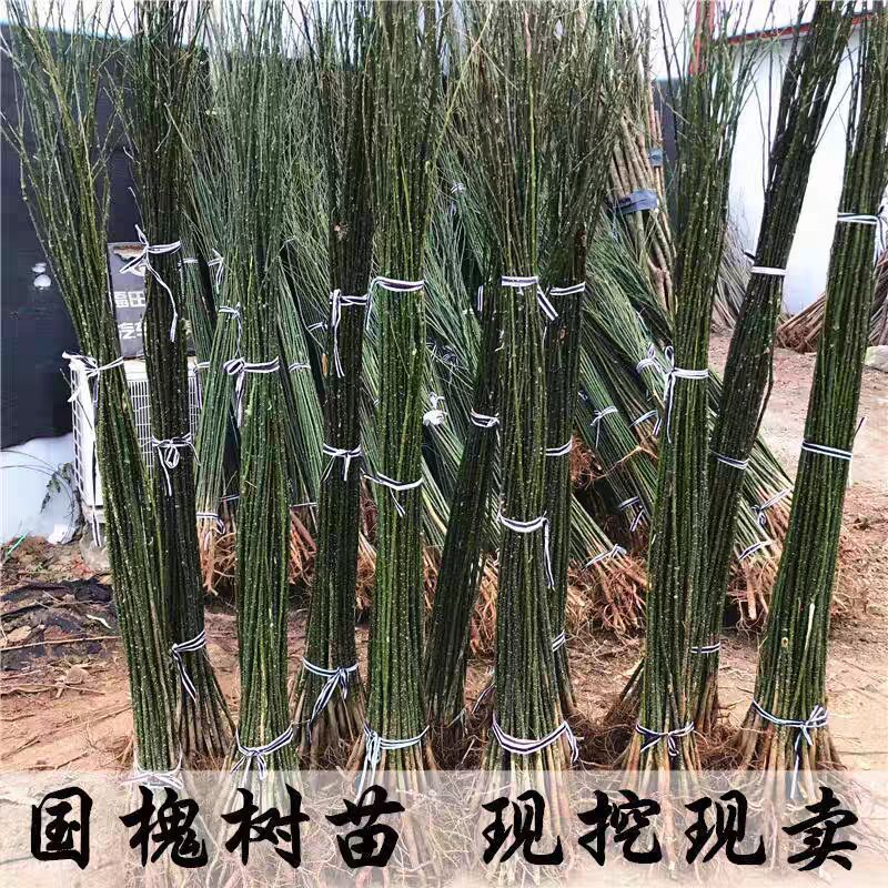 国槐树苗国槐小苗国槐苗槐树苗双季槐刺槐工程绿化苗木南北方