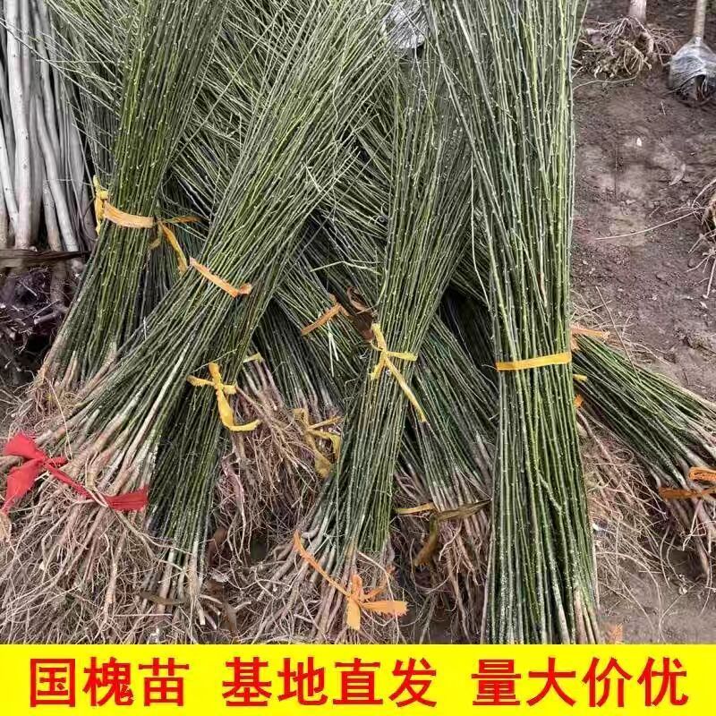 国槐树苗国槐小苗国槐苗槐树苗双季槐刺槐工程绿化苗木南北方