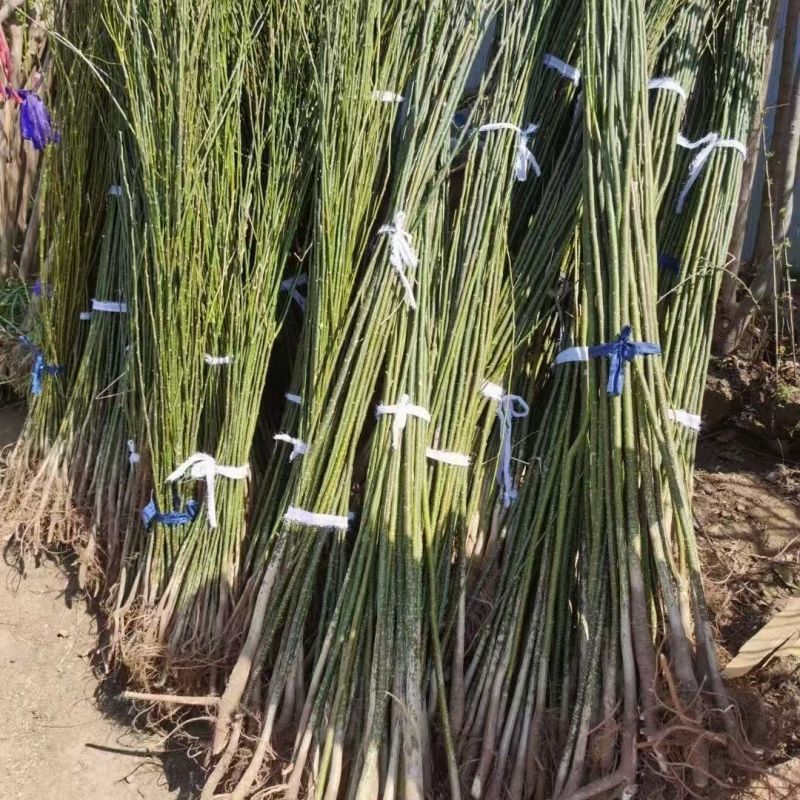 国槐树苗国槐小苗国槐苗槐树苗双季槐刺槐工程绿化苗木南北方