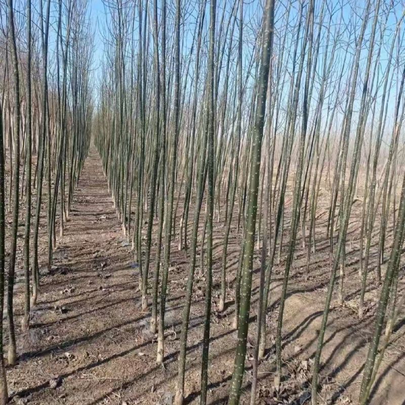 国槐树苗国槐小苗国槐苗槐树苗双季槐刺槐工程绿化苗木南北方
