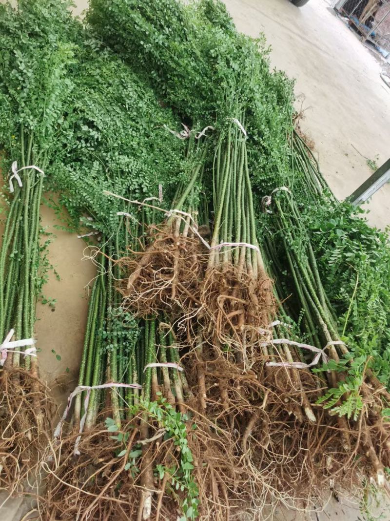 国槐树苗国槐小苗国槐苗槐树苗双季槐刺槐工程绿化苗木南北方