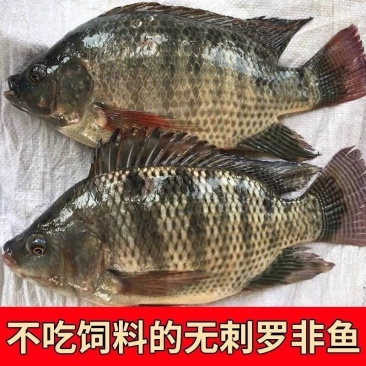 二去罗非鱼0.7斤-1斤，6500一吨，实价，余10吨