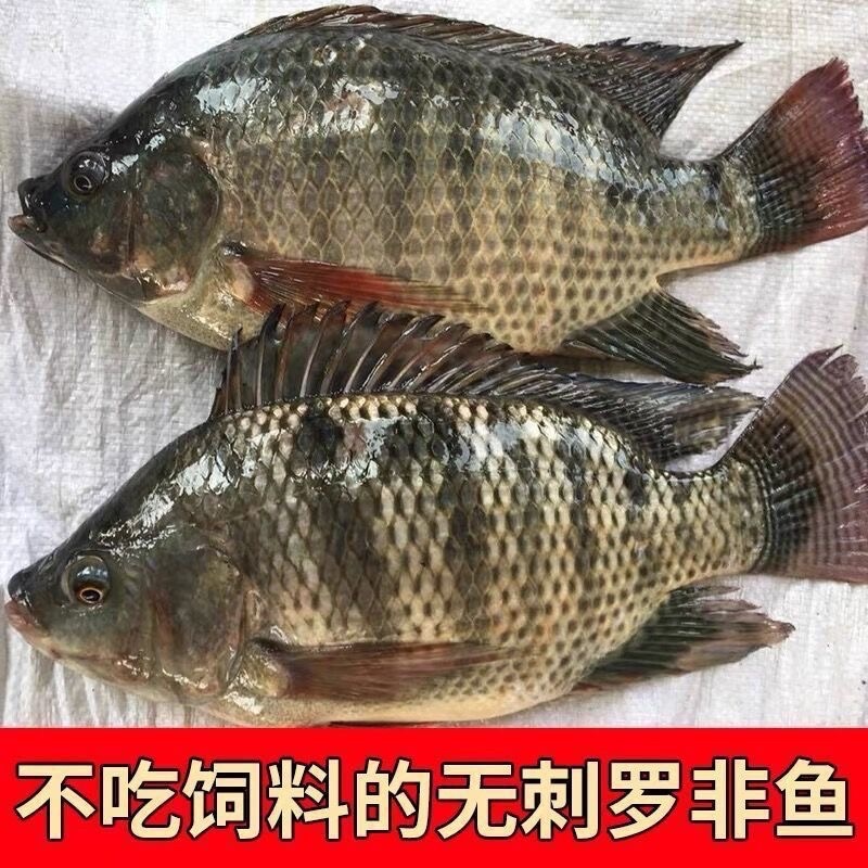 二去罗非鱼0.7斤-1斤，6500一吨，实价，余10吨