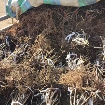 软枣猕猴桃龙成