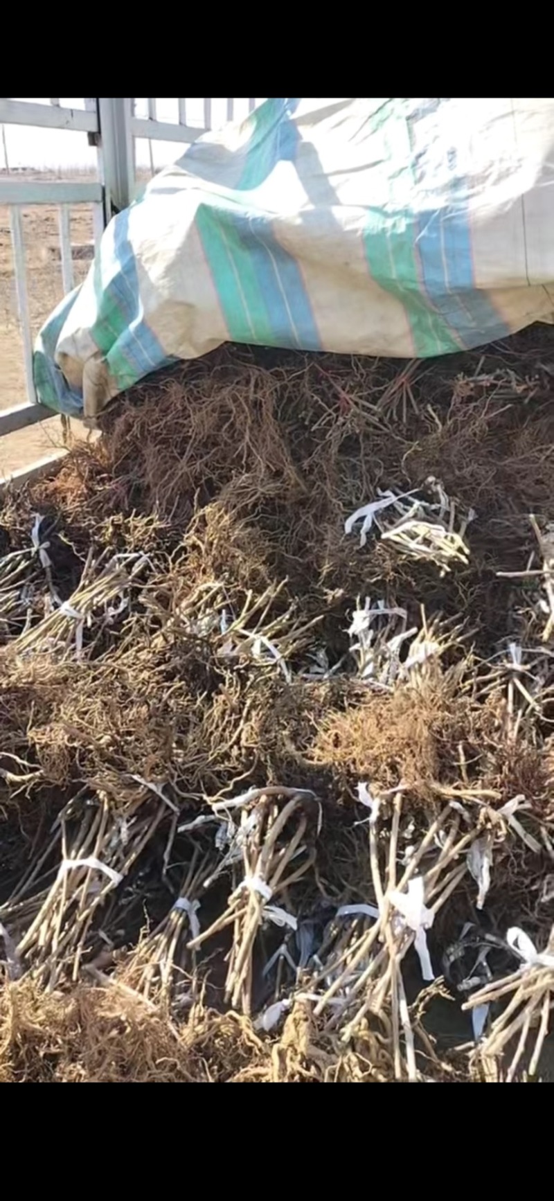 软枣猕猴桃龙成