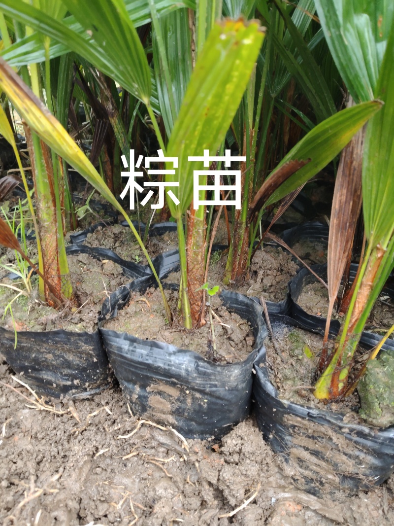 甜棕树苗出售，云南糯粽，有3年苗，四年苗，袋苗，裸根苗，