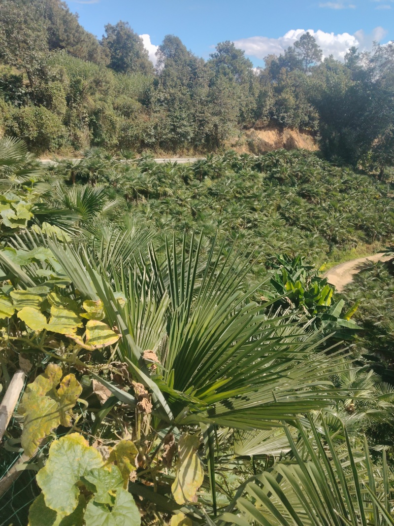 甜棕树苗出售，云南糯粽，有3年苗，四年苗，袋苗，裸根苗，