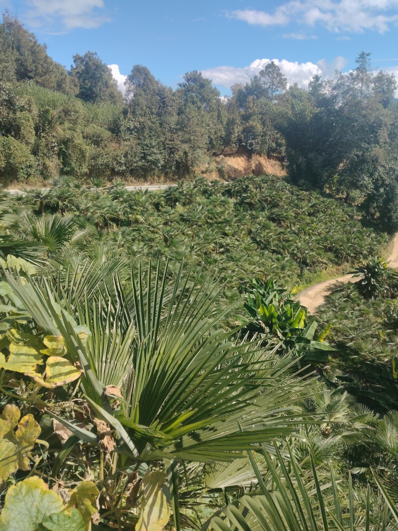 甜棕树苗出售，云南糯粽，有3年苗，四年苗，袋苗，裸根苗，