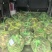 【推荐】现货2026年江苏六月黄大闸蟹鲜活,满黄全国发货