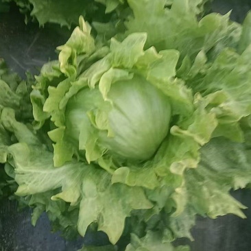 圆生菜