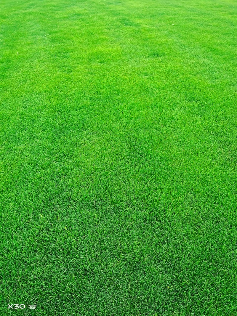 批发精品混播果岭草（实方，量大可议价）