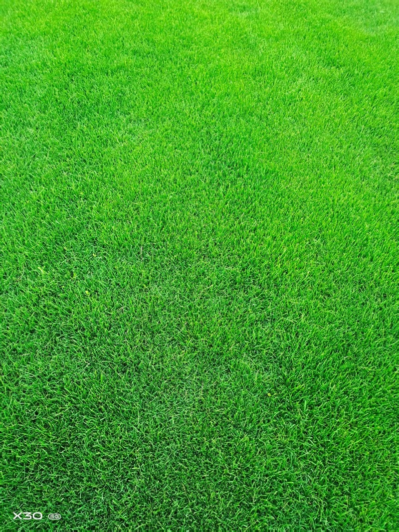 批发精品混播果岭草（实方，量大可议价）