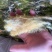 霸王花地摊电商批发剑花干干剑花霸王花干