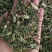 瞿麦中药材瞿无硫瞿麦竹节草冷背中药材正品保证