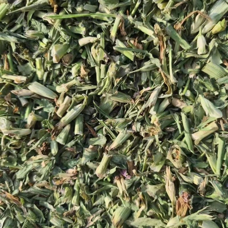 瞿麦中药材瞿无硫瞿麦竹节草冷背中药材正品保证