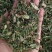 瞿麦中药材瞿无硫瞿麦竹节草冷背中药材正品保证