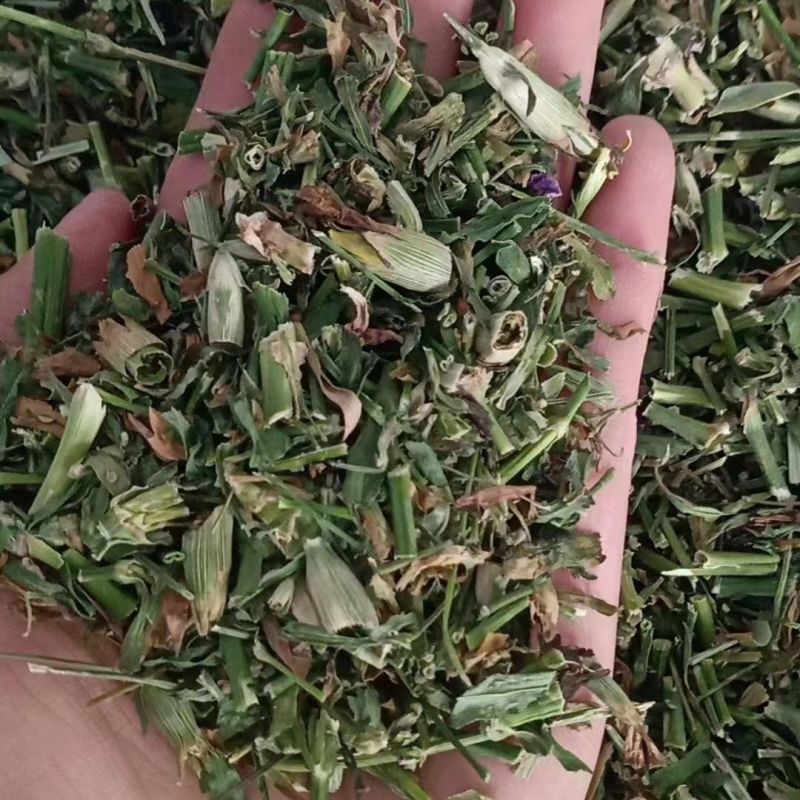 瞿麦中药材瞿无硫瞿麦竹节草冷背中药材正品保证