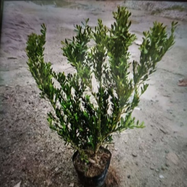 广东小叶黄杨5年苗40-60高，多枝未造形