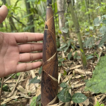 自家的农家竹笋想要的可以联系我，价格可以优惠要的量比较大