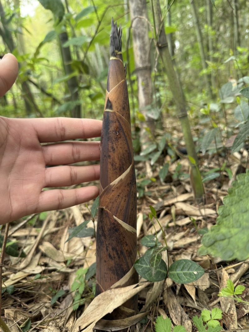 自家的农家竹笋想要的可以联系我，价格可以优惠要的量比较大
